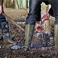 Man wearing rubber boots / wellies planting tree with spade in muddy soil, Belgium